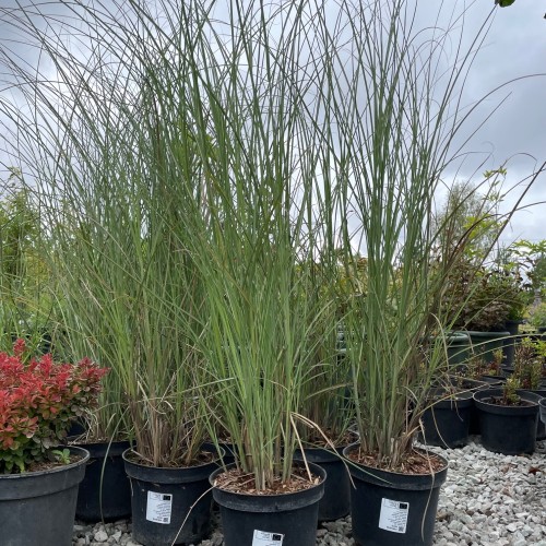 Miscanthus sinensis 'Gracillimus' - Hiina siidpööris 'Gracillimus'